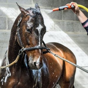 Fique atento aos sinais de exaustão de seu cavalo