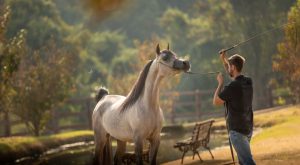 Leilão Matrizes Haras Cruzeiro traz o melhor da genética do Cavalo Árabe