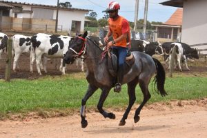 Égua Crioula vai participar de prova de Enduro Equestre FEI 3*com 160 km