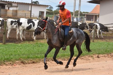 Égua Crioula vai participar de prova de Enduro Equestre FEI 3*com 160 km