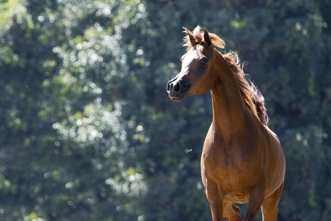 Leilão Matrizes Haras Cruzeiro traz o melhor da genética do Cavalo Árabe