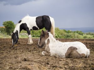 Primeiras horas de vida do potro são cruciais para a sobrevida do animal