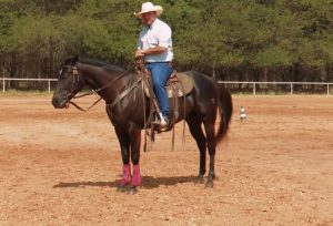 Qualidade do piso interfere no treinamento do cavalo