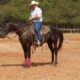 Qualidade do piso interfere no treinamento do cavalo