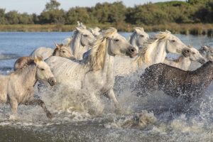 Quantas raças de cavalos existem? – parte 3