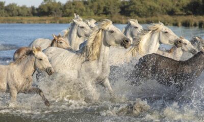 Quantas raças de cavalos existem – parte 3