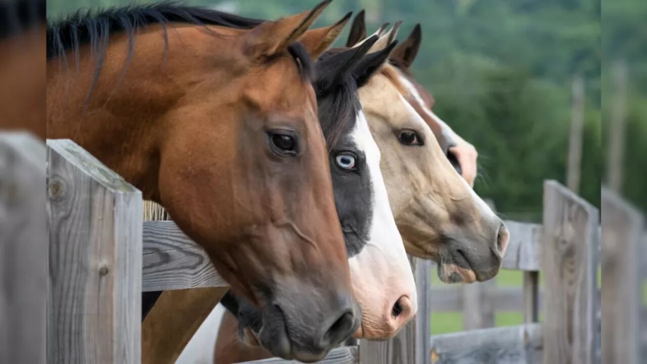 Quantas raças de cavalos existem?