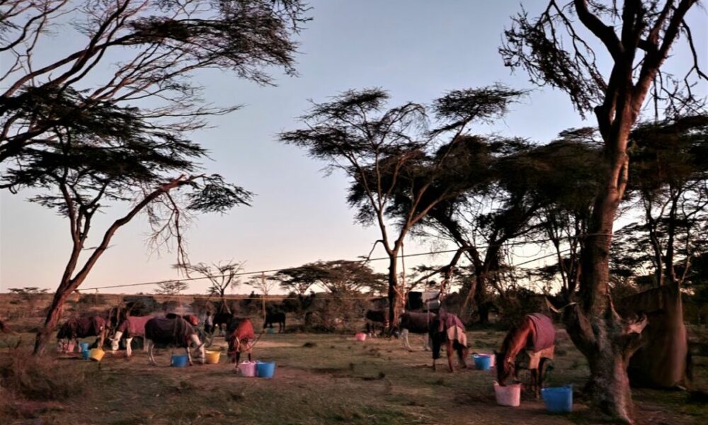 Safari da Grande Migração no Quênia - 2ª parte