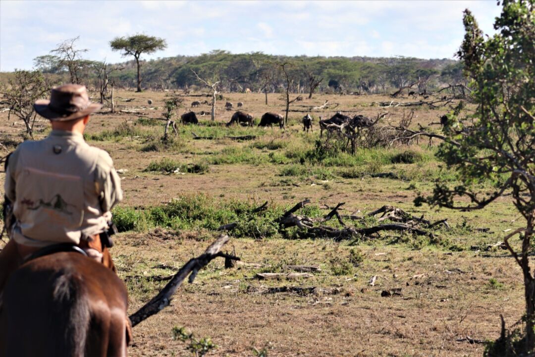 Safari da Grande Migração no Quênia