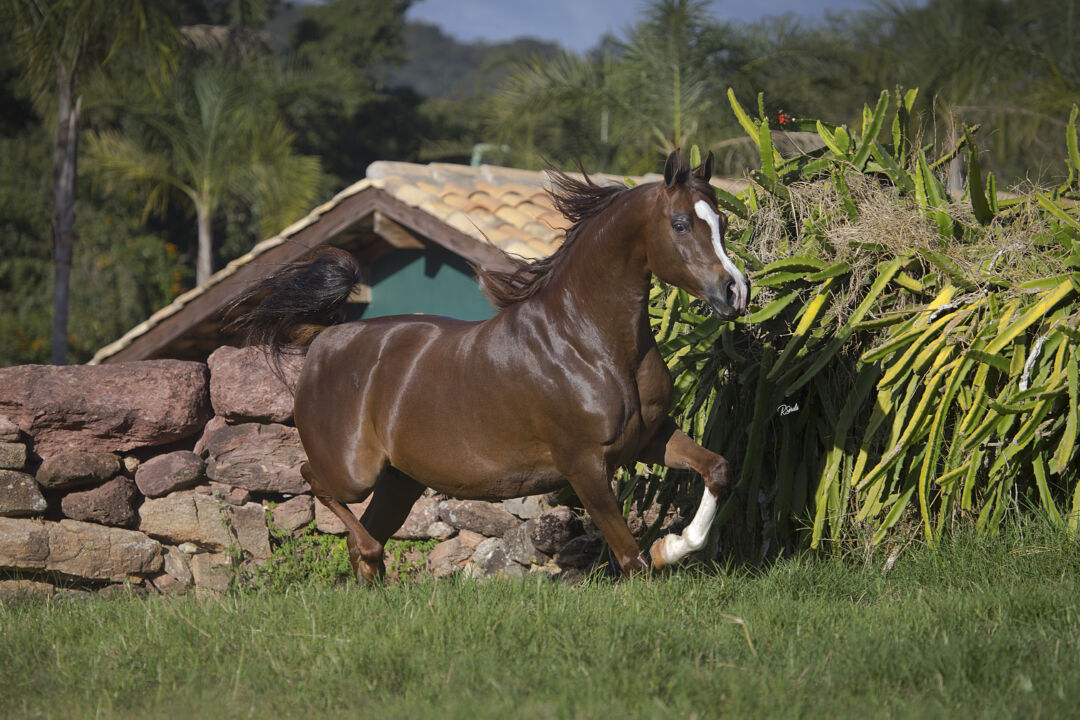 Leilão Matrizes Haras Cruzeiro traz o melhor da genética do Cavalo Árabe