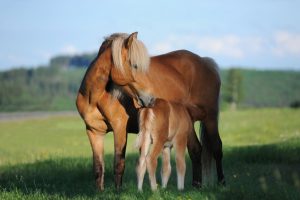 VD Horse promove curso sobre Neonatologia Equina