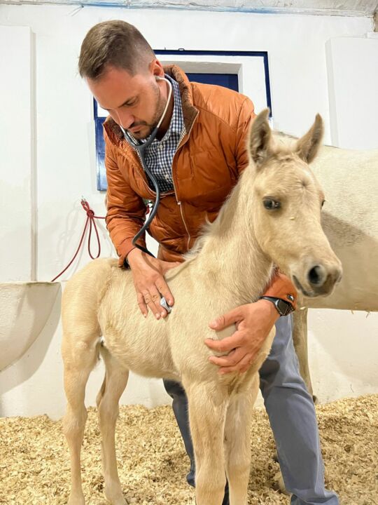 VD Horse promove curso sobre Neonatologia Equina