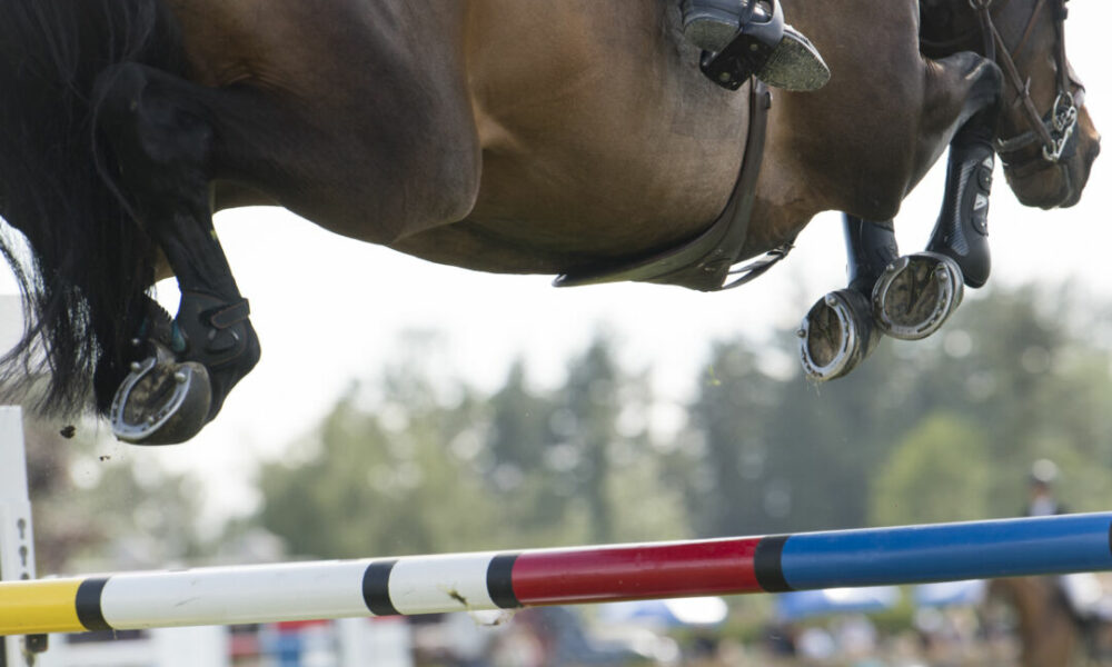 Doença articular degenerativa tem maior incidência em cavalos atletas