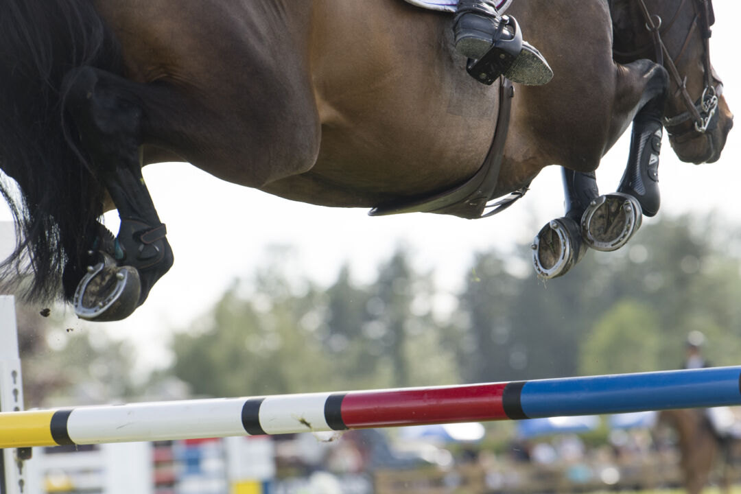 Doença articular degenerativa tem maior incidência em cavalos atletas
