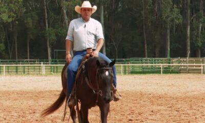 Vivência fora dos treinos impacta na performance do seu cavalo