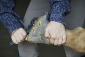 Yogi Sharp ministra curso de ferrageamento no Brasil