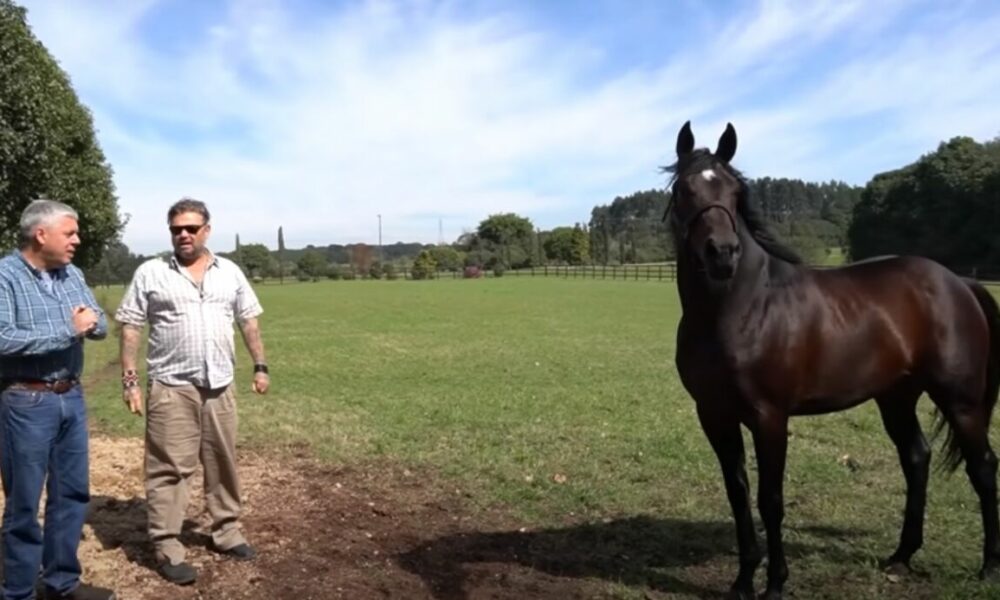 Richard Rasmussen apresenta o cavalo Puro Sangre Inglês