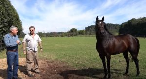 Richard Rasmussen apresenta o cavalo Puro Sangue Inglês