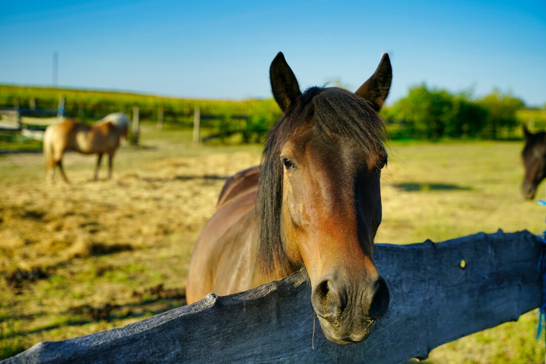 Quantas raças de cavalos existem? – parte 6