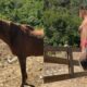 Cavalos são disponibilizados para adoção em Palhoça (SC)