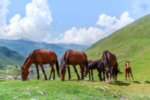 Equinocultura segue pujante e contribuindo fortemente com a economia nacional