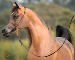 Futuros campeões do cavalo Árabe à venda no Zaya Embryo Collection 2022