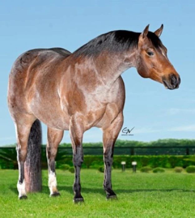 Genética do Haras Império à venda no 12º Leilão Quarter Horse In Family