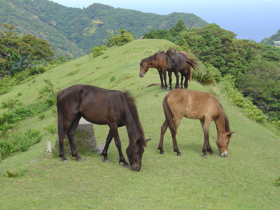 Cavalo Misaki Quantas raças de cavalos existem? – parte 7