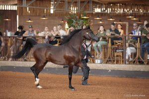 Brazilian Breeders Cup 2022 reúne o melhor do Cavalo Árabe em SP