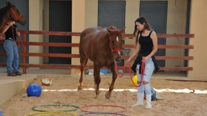 Projeto da Universidade Federal de Mato Grosso ensina crianças sobre os cuidados com os cavalos