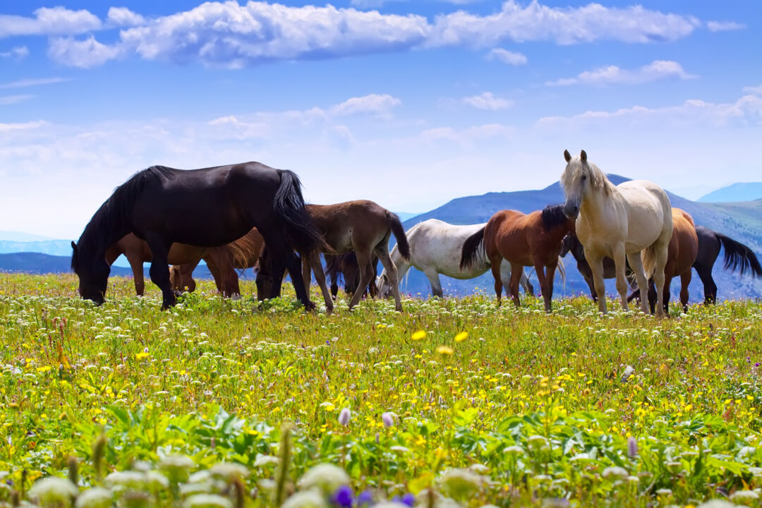 10 curiosidades fascinantes sobre os cavalos, Guia de Bichos