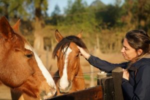 Webinar promove reflexão sobre relacionamento entre homem e cavalo