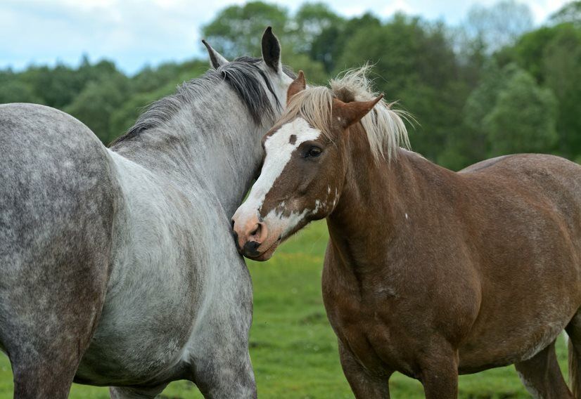 Webinar promove reflexão sobre relacionamento homem/cavalo