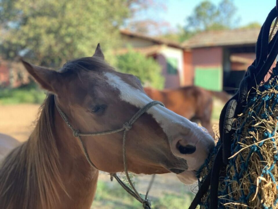 Aluísio Marins desvenda os “Segredos dos cavalos” em curso online e gratuito