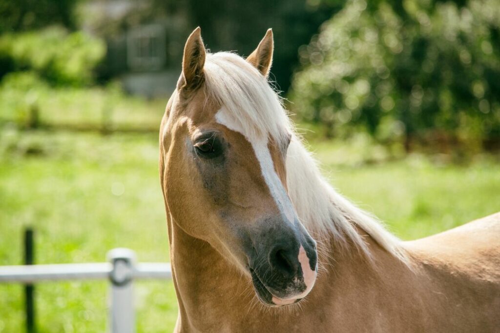 Você sabe quanto custa para manter um cavalo mensalmente?