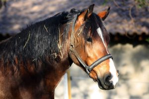 Você sabe quanto custa para manter um cavalo mensalmente?