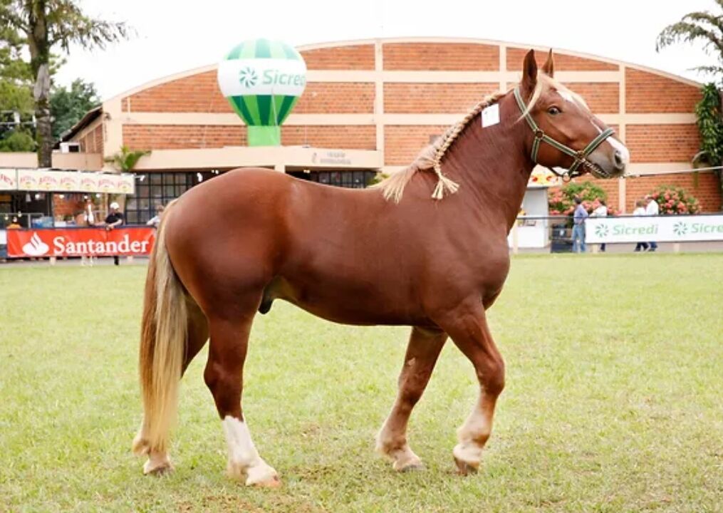2022 marca encerramento da gestão de Rafael Ettori à frente da Associação Brasileira dos Criadores de Cavalos Bretão