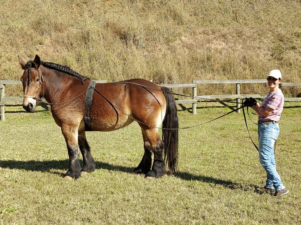2022 marca encerramento da gestão de Rafael Ettori à frente da Associação Brasileira dos Criadores de Cavalos Bretão