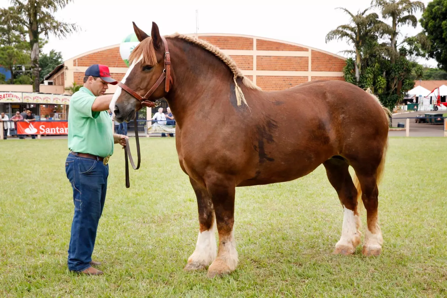 Quantas raças de cavalos existem? – Parte 12