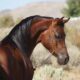 Benefícios da Quiropraxia em equinos
