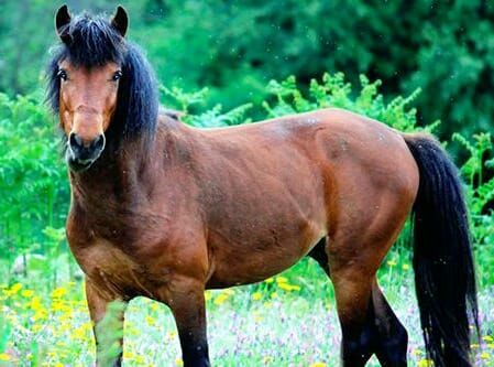 Quantas raças de cavalos existem? – parte 11