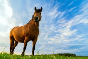 Cerca de 80% dos animais diagnosticados com tétano vão a óbito