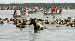 Como os pôneis selvagens Chincoteague chegaram a Ilha Assateague, nos Estados Unidos?