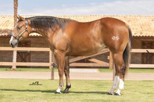 Produção do Haras Império à venda no Leilão Virtual QM Celebration 2022