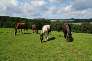 Férias são essenciais para recuperação do cavalo