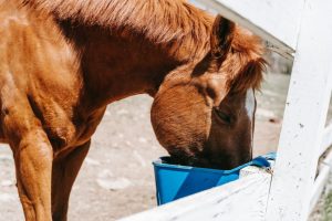 Projeto de Lei propõe zerar contribuições sociais de rações e suplementos de cavalos