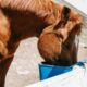 Projeto de Lei propõe zerar contribuições sociais incidentes sobre rações e suplementos de cavalos