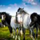 Quantas raças de cavalos existem – Parte 12