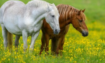 Quantas raças de cavalos existem – Parte 13