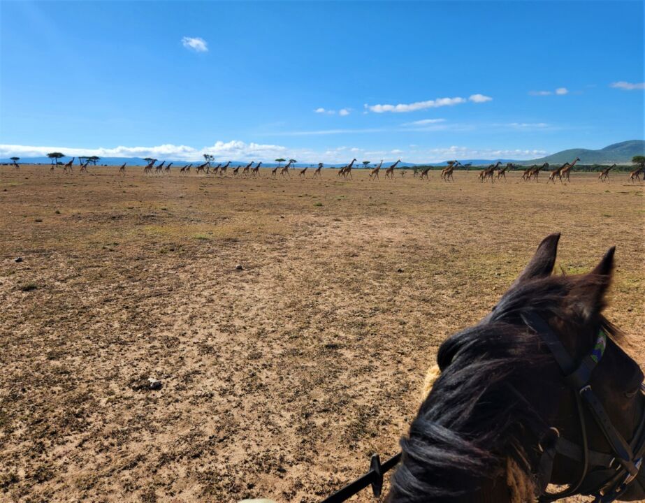 Safari a cavalo – última parte